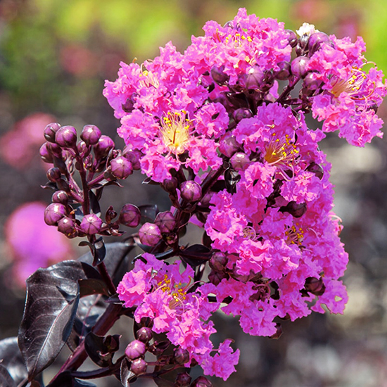 Lavender Lace™ Black Diamond® Crape Myrtle For Sale Online The Tree Center