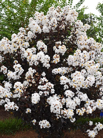 Lunar Magic Crape Myrtle