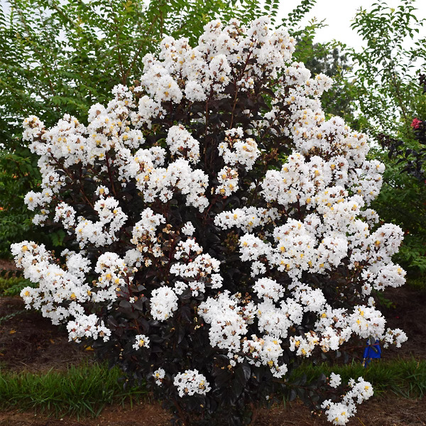 Preview 0