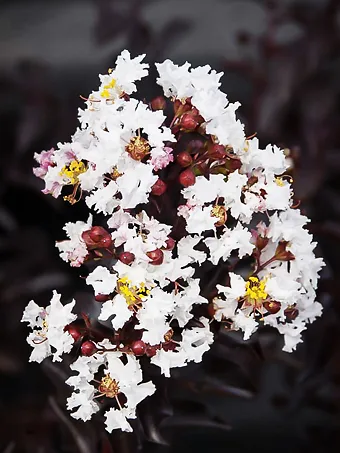 Moonlight Magic Crape Myrtle