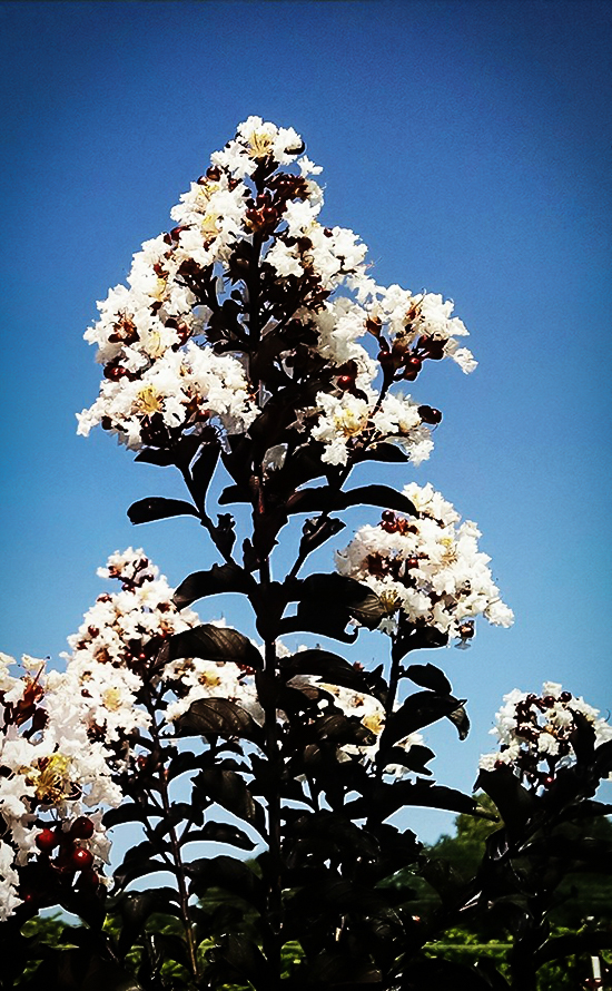Moonlight Magic Crape Myrtles For Sale The Tree Center