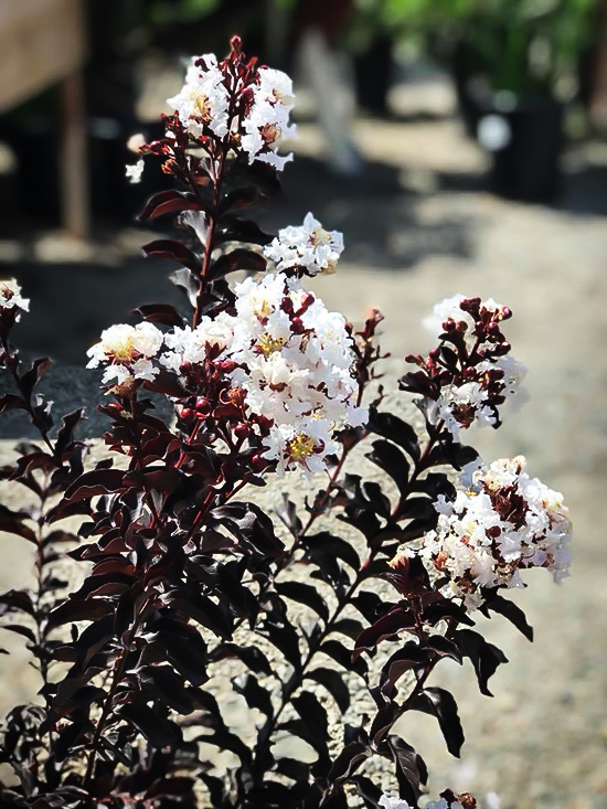 Moonlight Magic Crape Myrtles For Sale The Tree Center