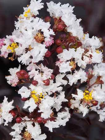 Moonlight Magic Crape Myrtle