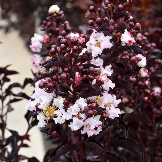 Moonlight Magic Crape Myrtles For Sale | The Tree Center