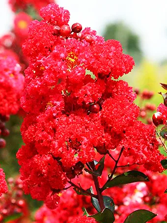 Red Magic Crape Myrtle