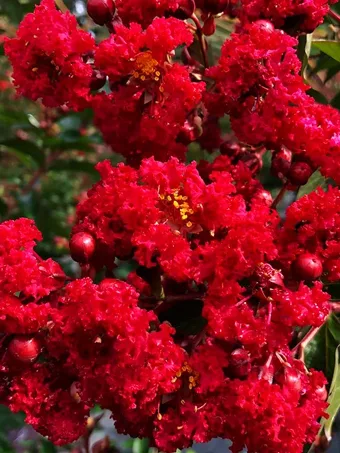 Ruffled Red Magic Crape Myrtle