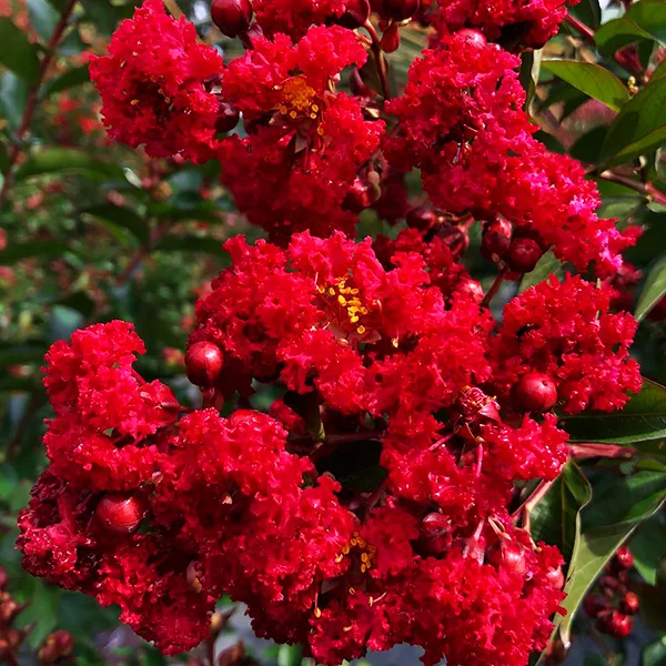 Ruffled Red Magic Crape Myrtle For Sale Online