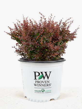 Sunjoy® Mini Salsa Barberry