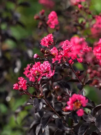 Twilight Magic™ Crape Myrtle