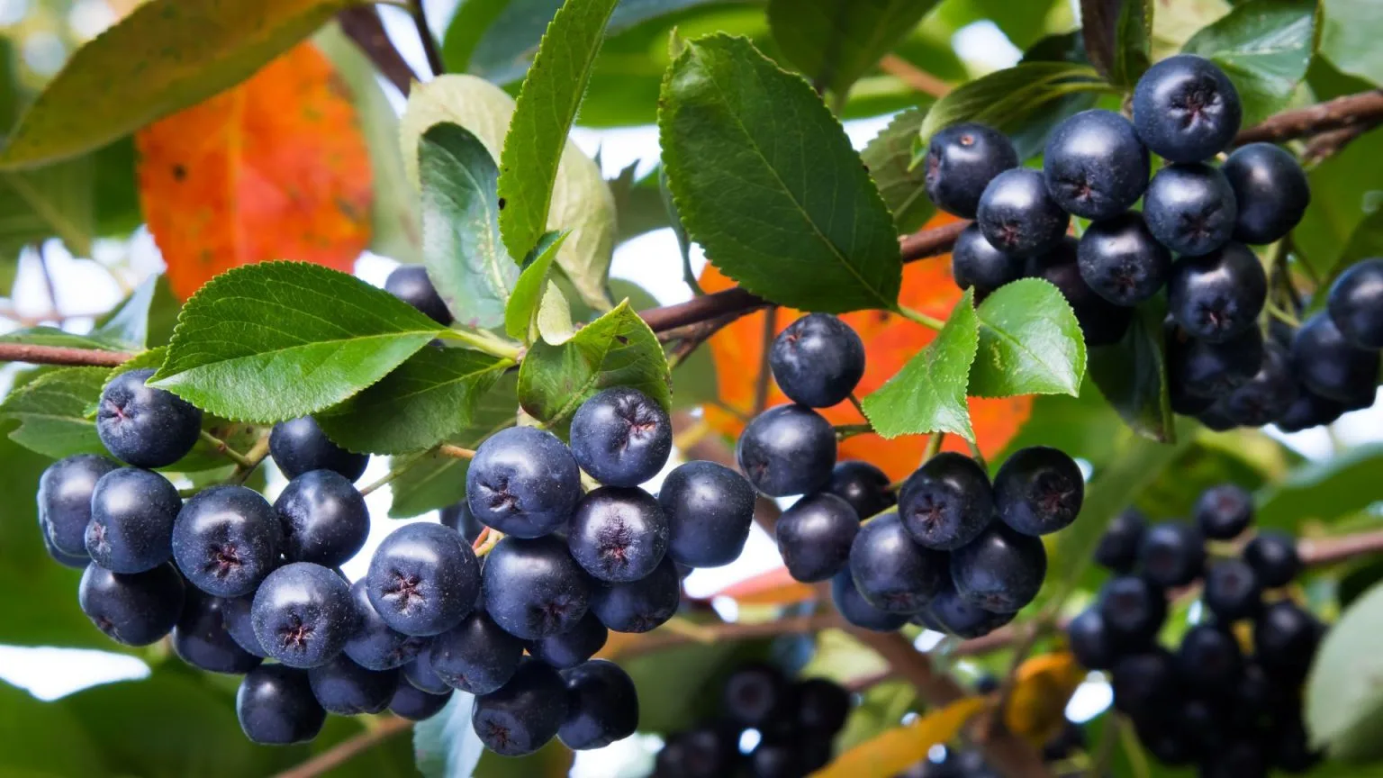 Aronia Meet A New Healthy Berry That s Easy To Grow At Home The Aronia Meet A New Healthy Berry That s Easy To Grow At Home The