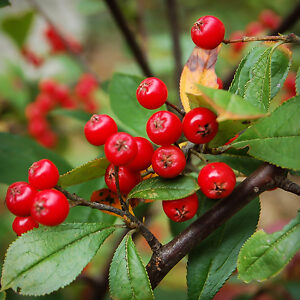 Brilliant Red Chokeberry For Sale Online | The Tree Center