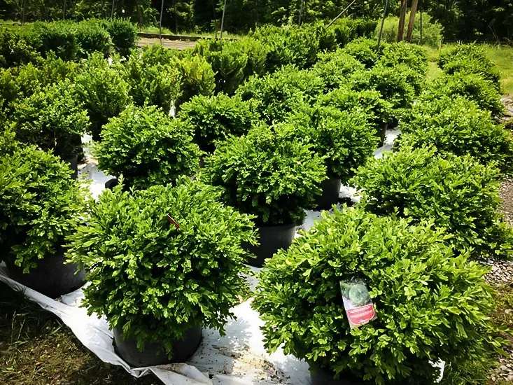 Image of Chicagoland green boxwood in flower bed