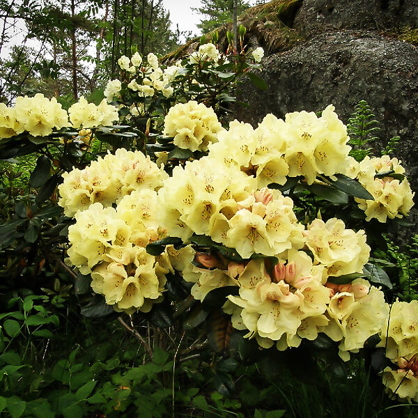 Gold Prinz Rhododendron For Sale The Tree Center