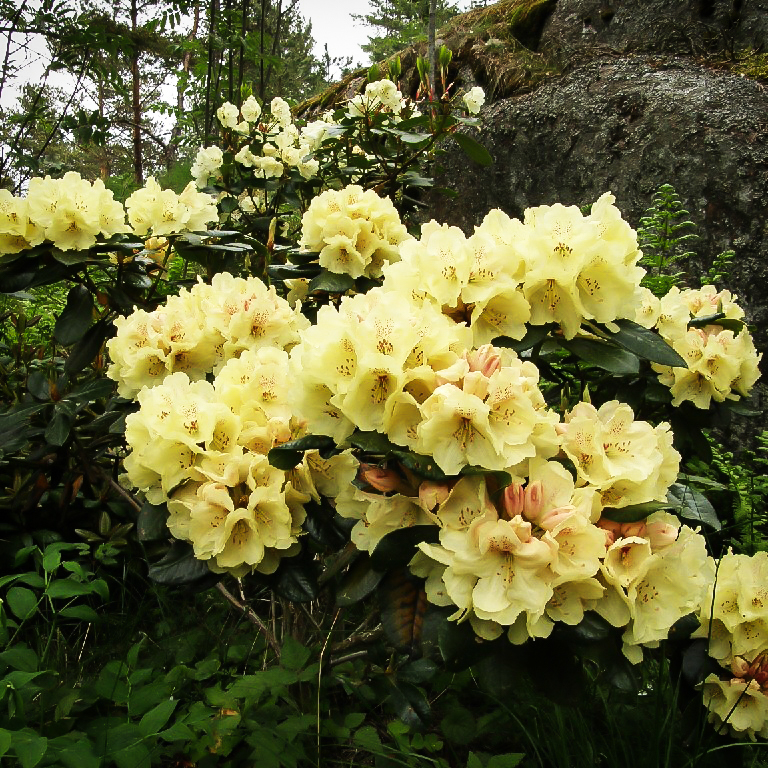 Gold Prinz Rhododendron For Sale The Tree Center