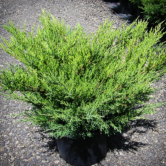 sea green juniper sea green juniper