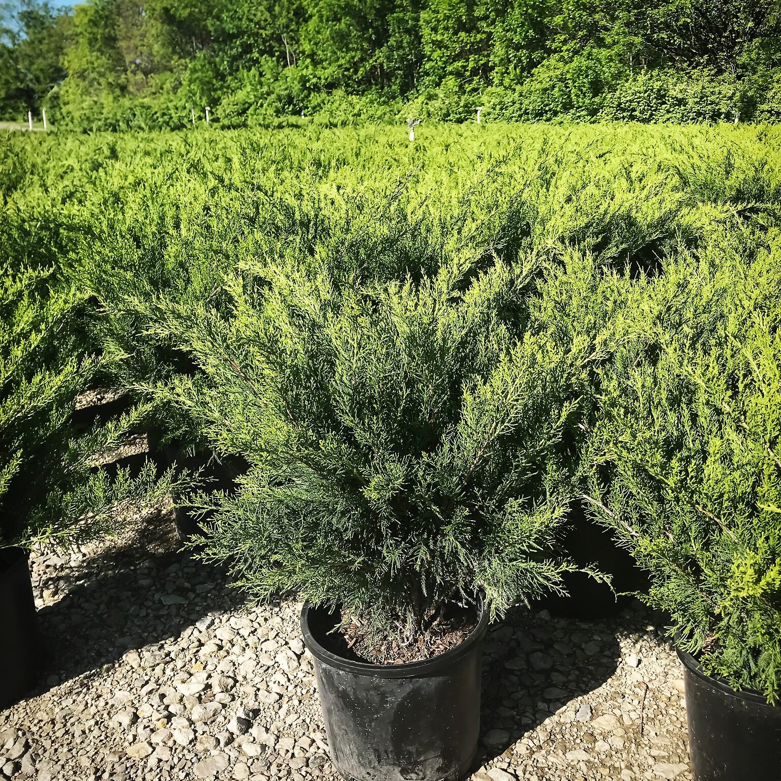 Sea Green Juniper For Sale The Tree Center
