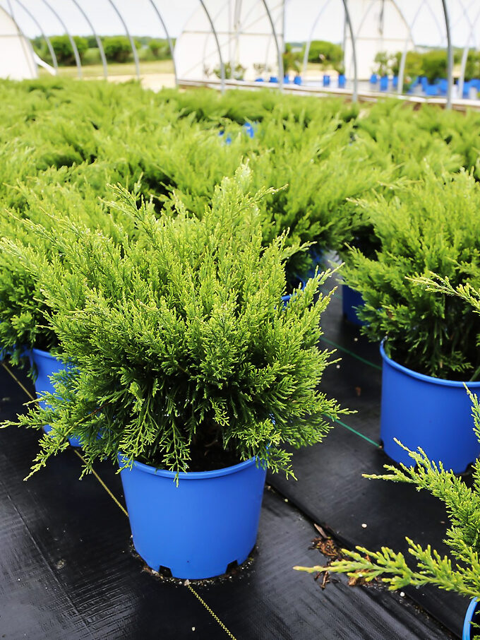 Juniper Trees For Sale Online The Tree Center
