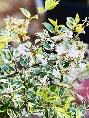 Twist Of Lemon Abelia