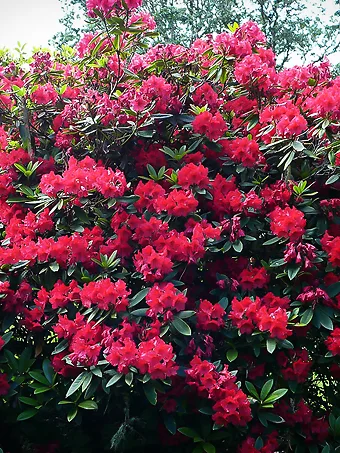 Vulcan Rhododendron