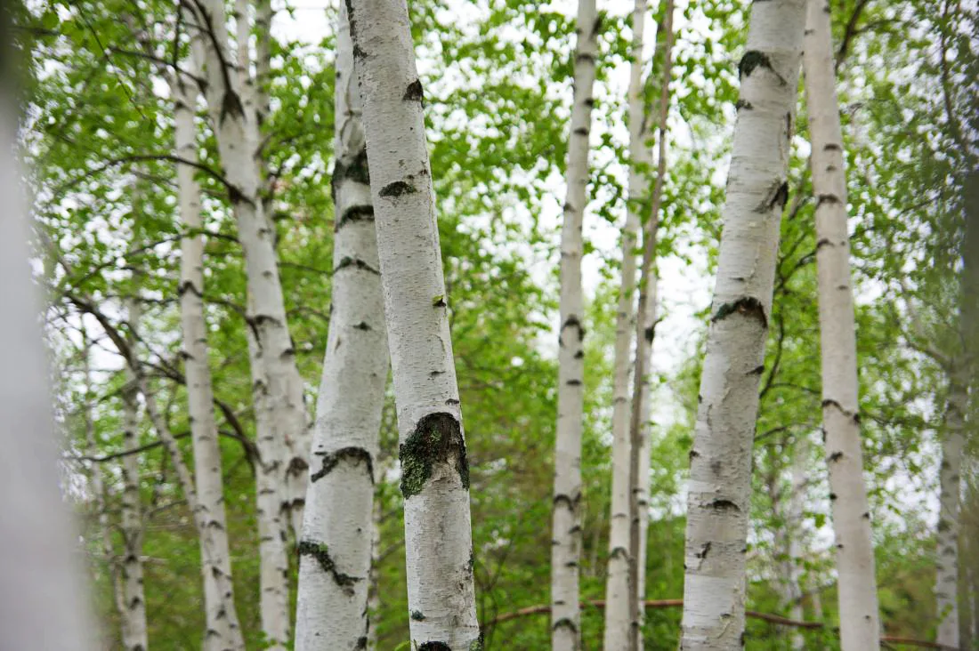 WHITE/PAPER BIRCH (Betula papyrifera) - Chisago SWCD