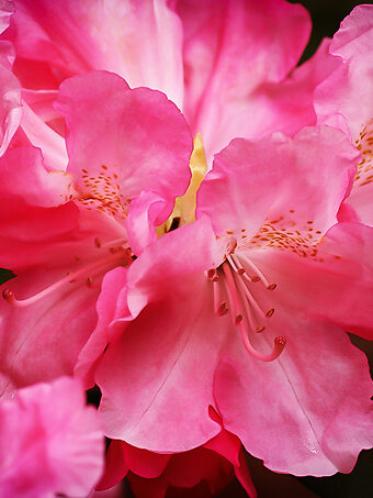 Yaku Prince Rhododendron
