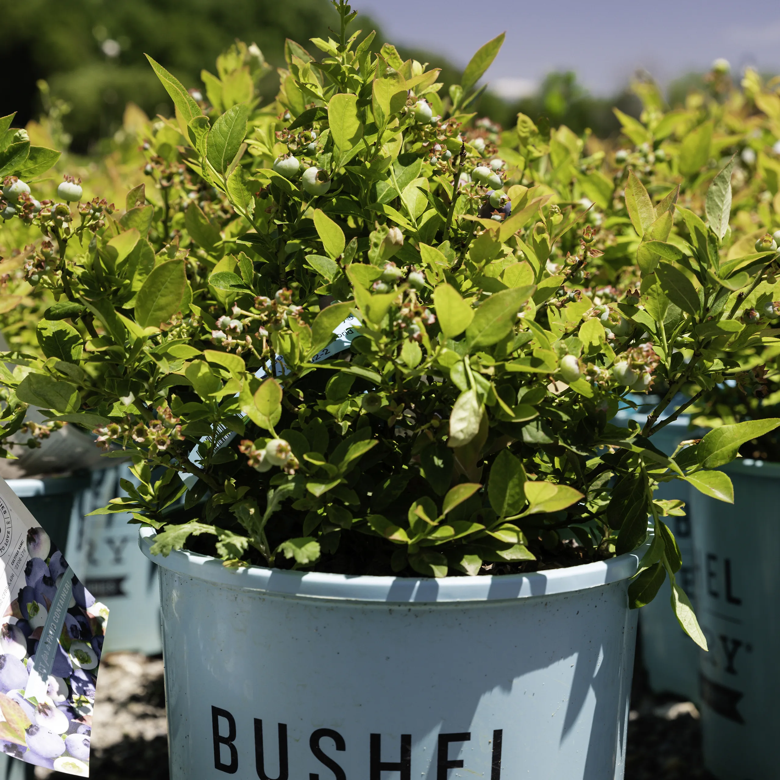 The Collection — Bushel and Berry®