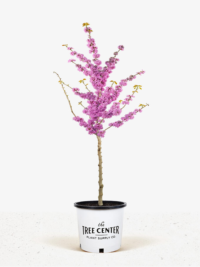 Redbud Trees For Sale Online The Tree Center