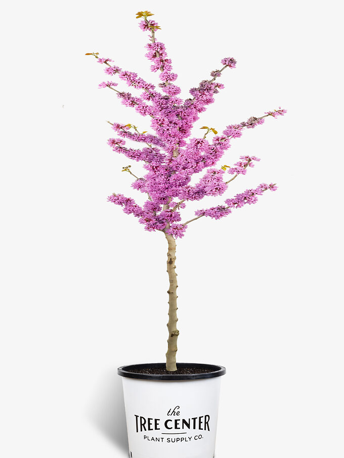 Redbud Trees For Sale Buy Redbud Trees Online The Tree Center