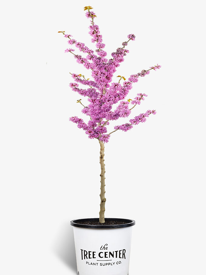 Redbud Trees For Sale Buy Redbud Trees Online The Tree Center