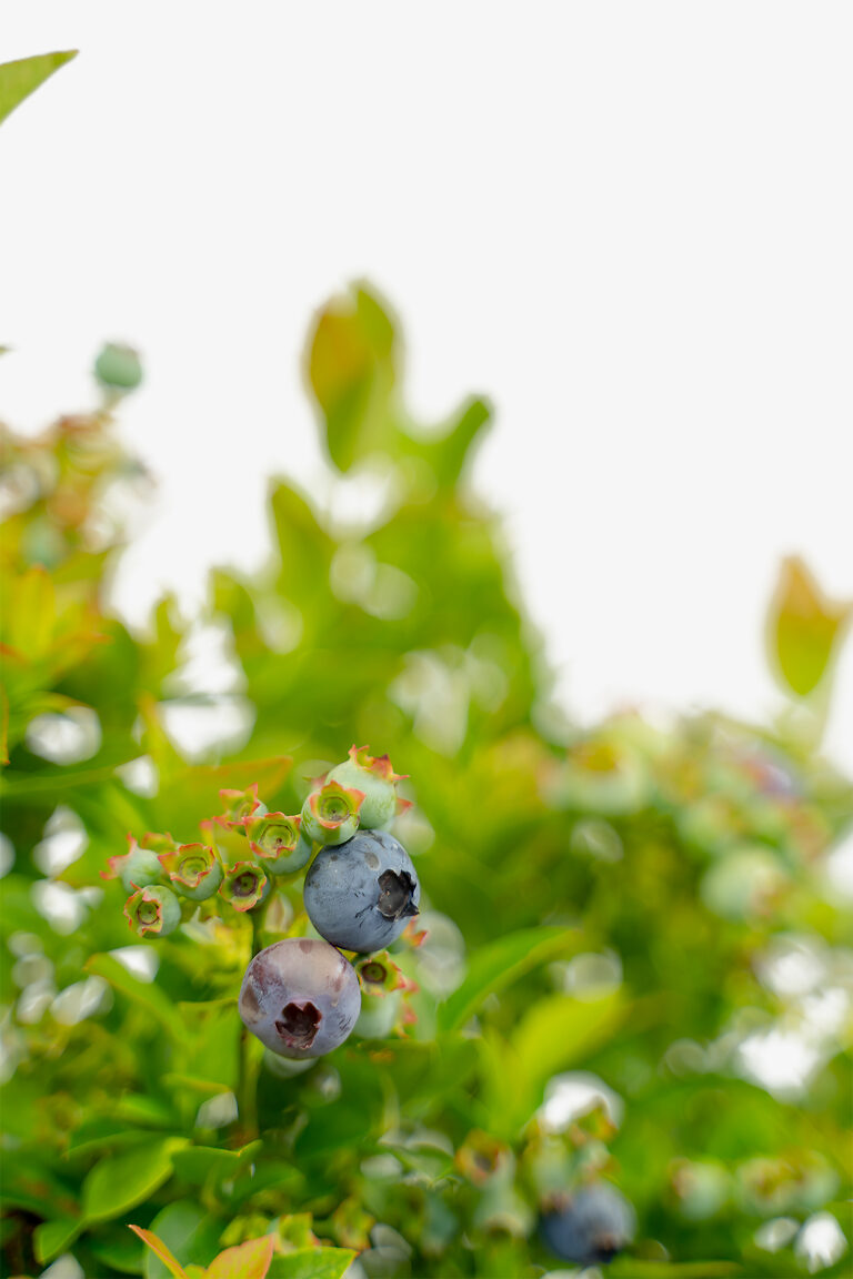 Bushel & Berry®Jelly Bean Blueberry Bushes For Sale The Tree Center