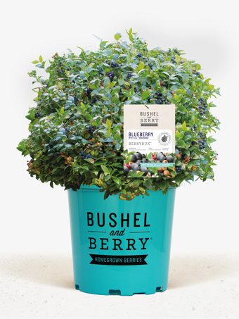 Bushel and Berry® Blueberry Buckle
