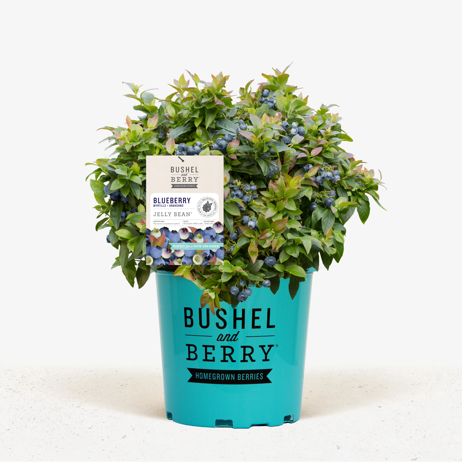 Bushel & Berry®Jelly Bean Blueberry Bushes For Sale The Tree Center