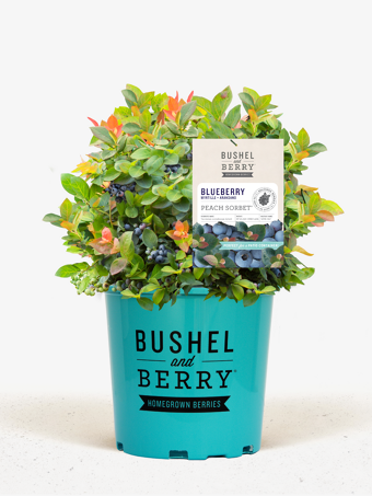 Bushel and Berry® Peach Sorbet Blueberry