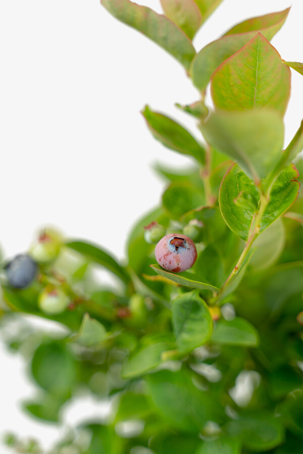 Bushel & Berry®Peach Sorbet Blueberry Bushes For Sale The Tree Center