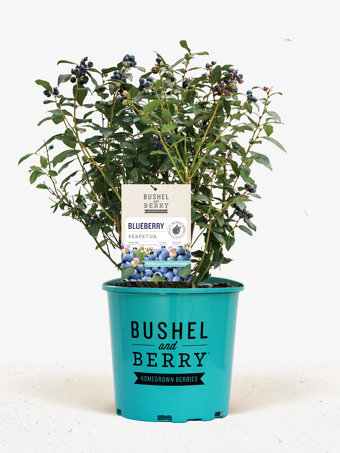 Bushel and Berry® Perpetua Blueberry