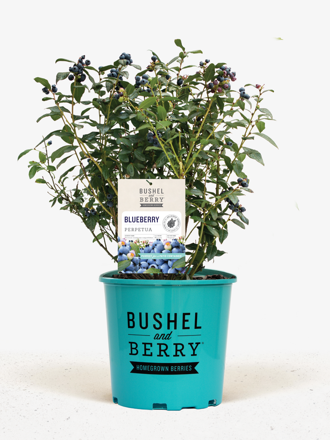 Blueberry Bushes For Sale Online The Tree Center