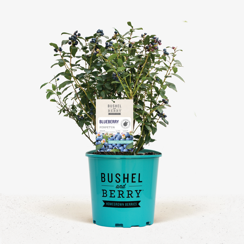 Bushel & Berry®Perpetua Blueberry Bushes For Sale The Tree Center