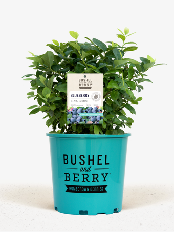 Bushel and Berry® Pink Icing Blueberry