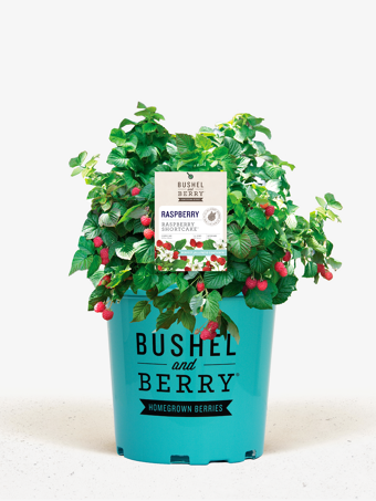 Bushel and Berry® Raspberry Shortcake