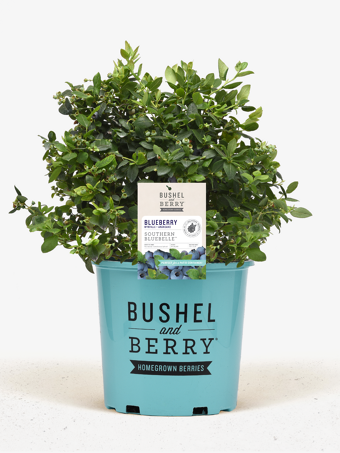 Bushel and Berry® Southern Bluebelle Blueberry