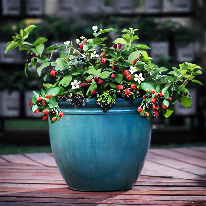 Bushel and Berry® Baby Cakes Blackberry