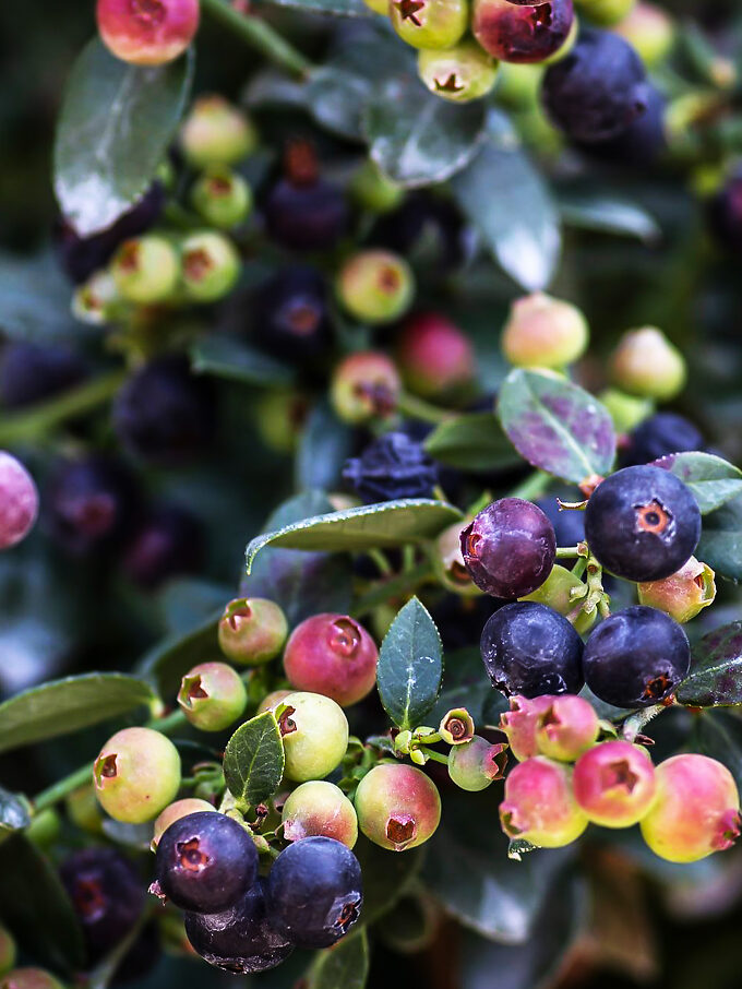 Bushel &amp; Berry® Sapphire Cascade Blueberry Bushes For Sale
