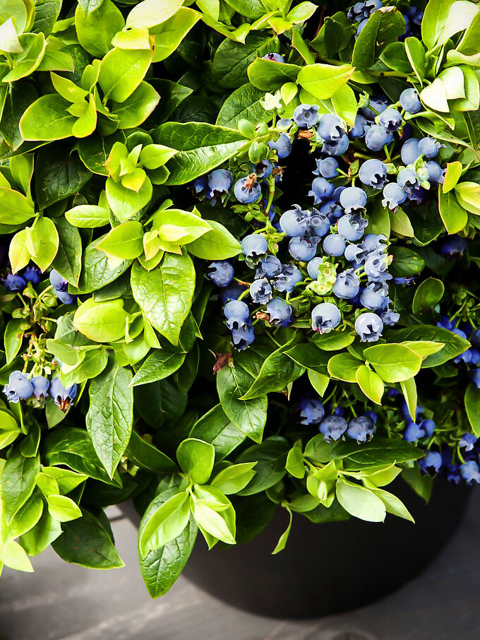 Brightwell Blueberry Bushes For Sale Online The Tree Center