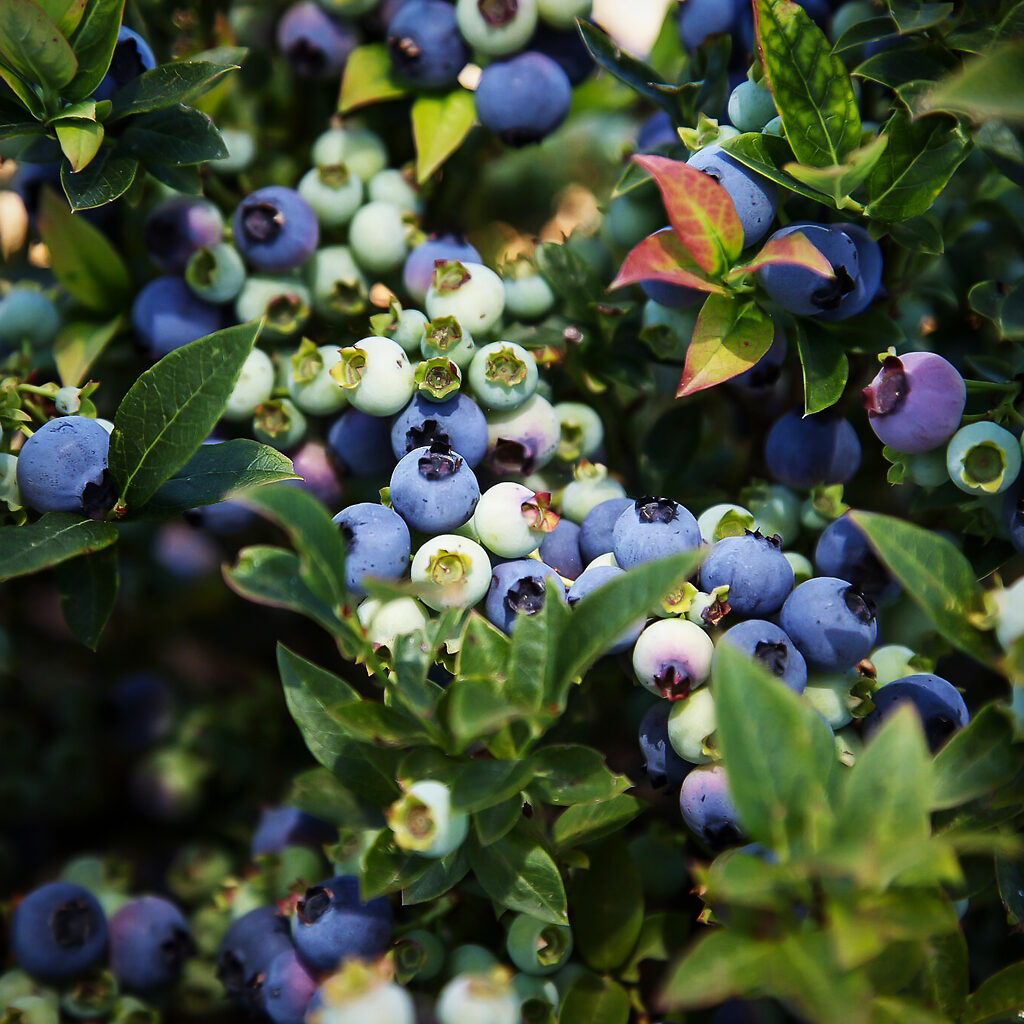 Bushel &amp; Berry®Jelly Bean Blueberry Bushes For Sale The