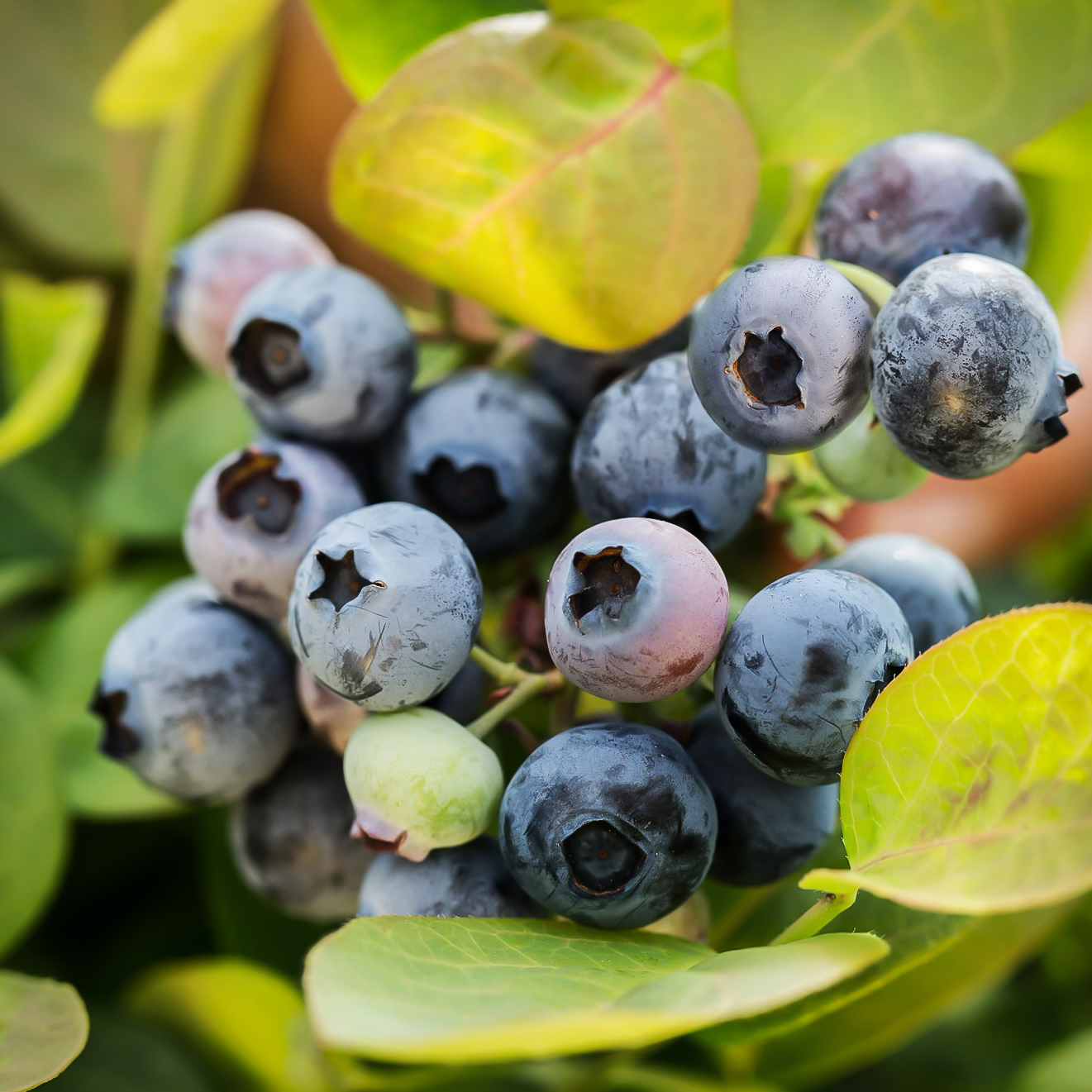 Bushel & Berry®Peach Sorbet Blueberry Bushes For Sale The Tree Center