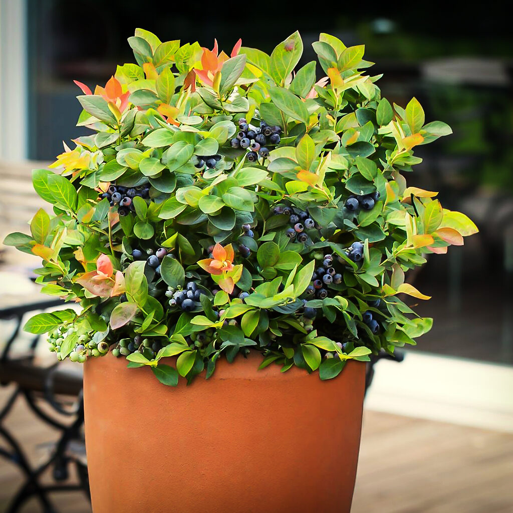 Bushel & Berry®Peach Sorbet Blueberry Bushes For Sale The Tree Center