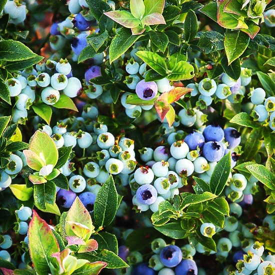 Bushel & Berry®Pink Icing Blueberry Bushes For Sale The Tree Center
