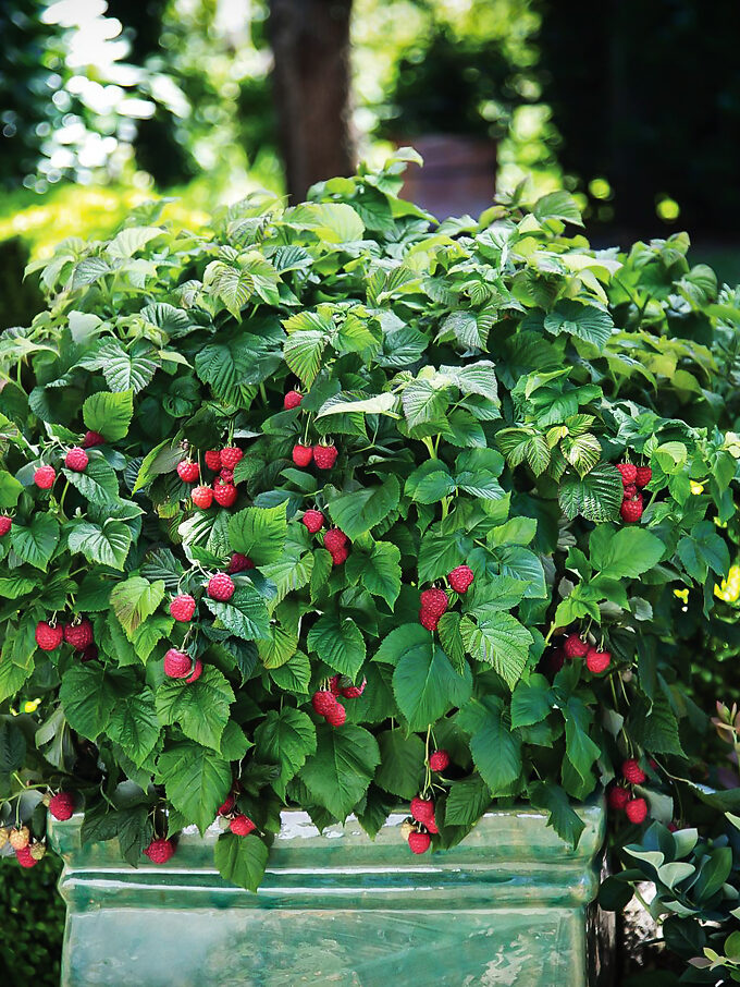 Heritage Raspberry For Sale Online The Tree Center