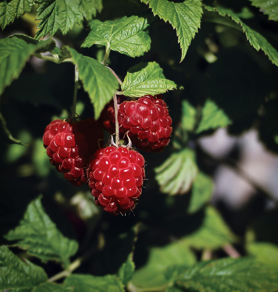 Bushel & Berry®Raspberry Shortcake Bushes For Sale The Tree Center