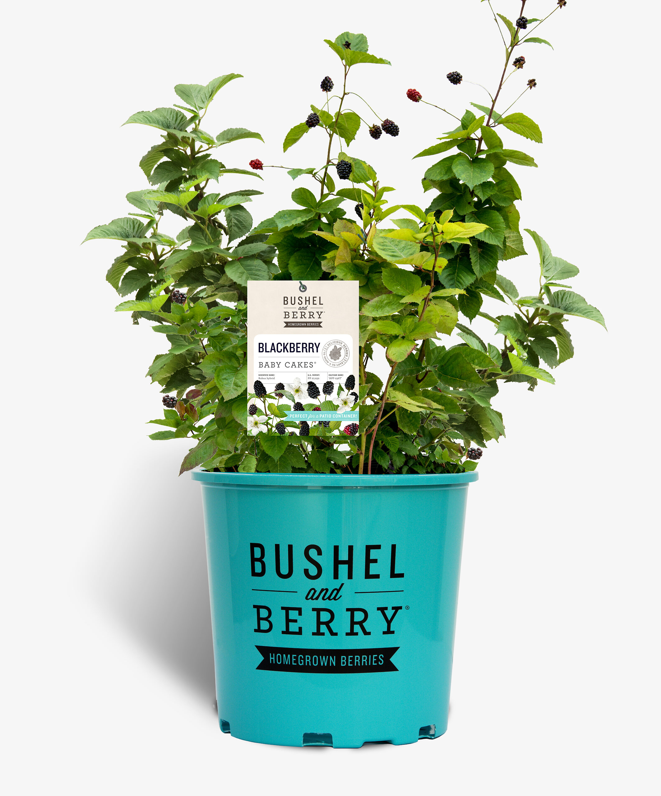 Bushel & Berry® Baby Cakes Blackberry Bushes For Sale The Tree Center
